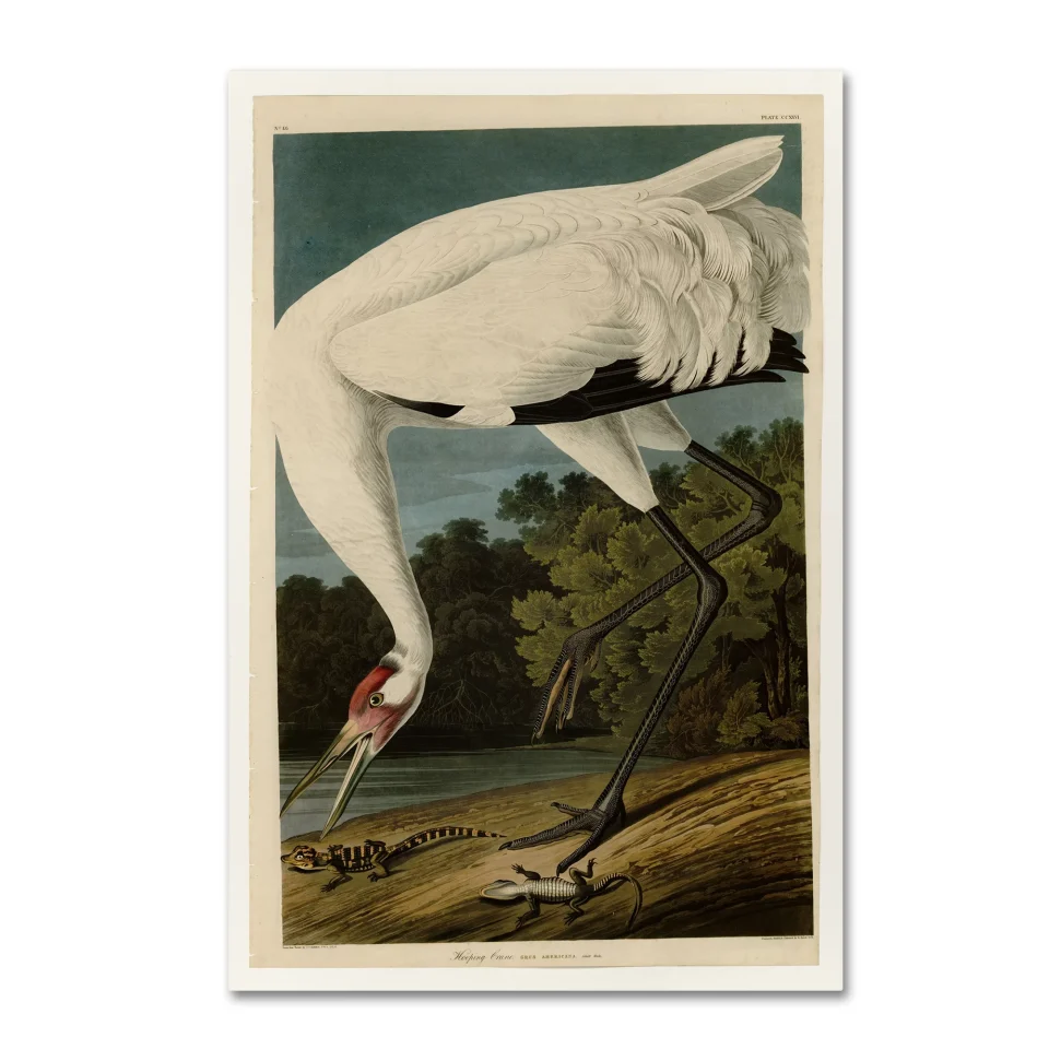 Food-Grade Space-Saving John James Audubon 'Whooping Crane' Canvas Art